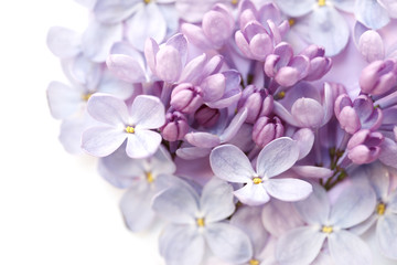 Close up of lilac flower