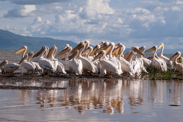 pelikany na wodach Jeziora Chamo w południowej Etiopii