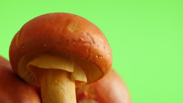 Tasty Amanita caesarea mushroom green screen slow tilt natural 4K 2160p UltraHD fps footage - Highly nutritious Caesars mushroom Agaricus caesareus caps chroma key 4K 3840X2160 video