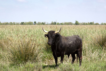 taureau camarguais dans un champ