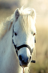 portrait d'un cheval blanc de Camargue