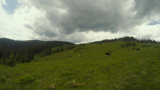 Huge clouds float over small herd of cows grazing on the meadow close to the forest
