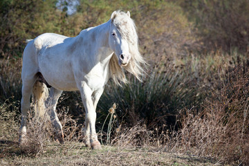 Obraz na płótnie Canvas cheval blanc camarguais