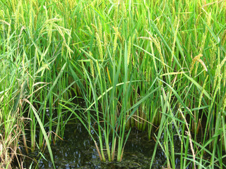The cultivation of rice in flooded fields