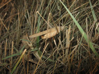 grasshopper in a native habitat