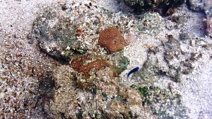 Praia de Maracaípe, piscinas naturais