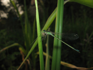 the blue dragonfly sits on a grass
