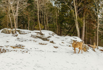 Fototapeta premium Young Deer (Omega Park of Quebec)