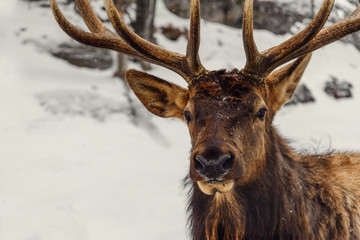 Close-up of a deer in the winter (Omega Park of Quebec)