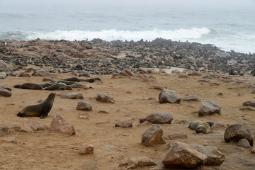 Fototapeta na wymiar Seals, Cape Cross, Namibia