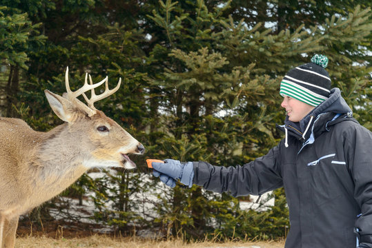 Boy feeding deer in the Omega Park of Quebec