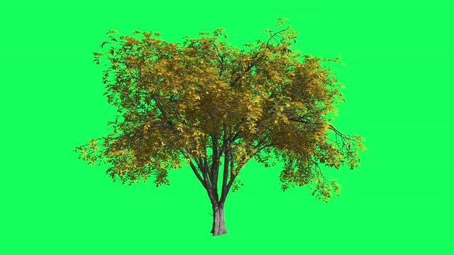 American Elm Chromakey, Tree, Swaying Tree, Swaying Branches, Chromakey, Chroma Key, Alfa, Green Background