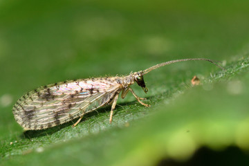 Micromus variegatus brown lacewing. A small predatory insect in the family Hemerobiidae, at rest on a leaf
