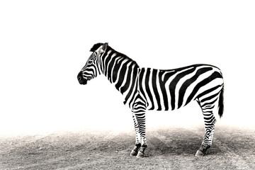 Zebra Severed