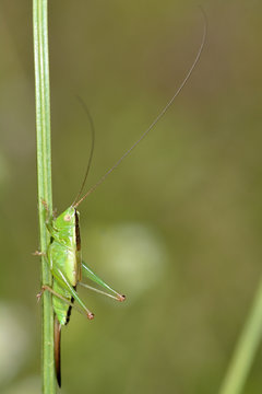 Long-winged cone-head (Conocephalus discolor) nymph. A juvenile female cricket showing the distinctive dark stripe and relatively straight ovipositor
