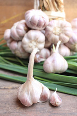 Plant of garlic