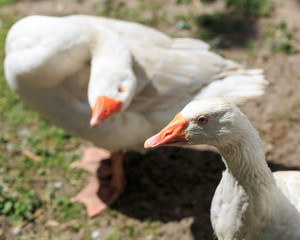 Farm Geese