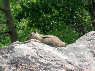 Chipmunk on a rock