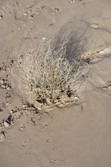 Trockene Erde mit Grasbüschel / Die Draufsicht und Nahaufnahme auf eine glatte Erdschicht mit ausgetrockneten Gräsern.