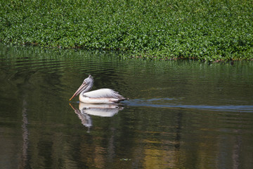 Adult pelican swimming in a pond