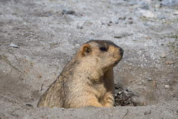 Funny marmot in nature. Ladakh, India