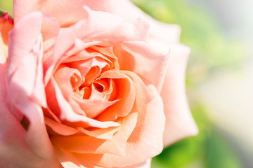 a bunch of roses in the garden