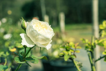 a bunch of roses in the garden
