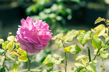 a bunch of roses in the garden