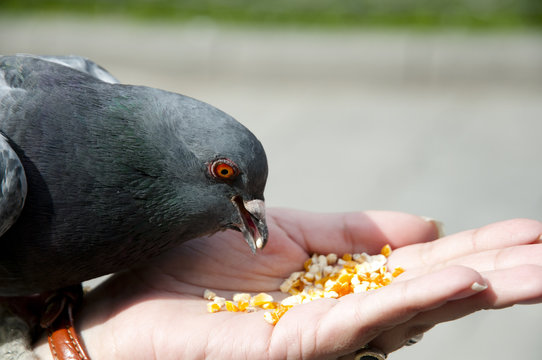 Pigeons Hand Fed - La Paz - Bolivia