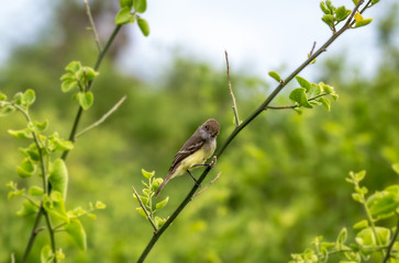Yellow Warbler