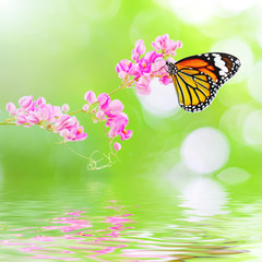 Butterfly hang on pink flowers reflected in the water.