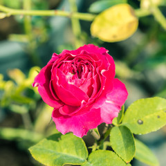 a bunch of roses in the garden