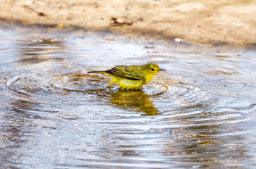 Yellow Warbler