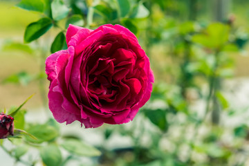 a bunch of roses in the garden