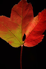 Fall Leaf Portrait 15 - Incredible studio quality, dramatic lighting, and brilliant color on black