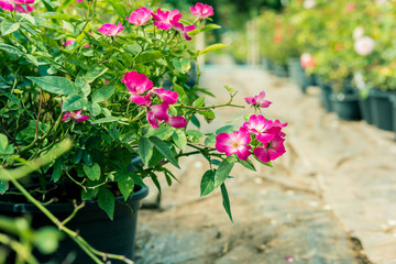 a bunch of roses in the garden