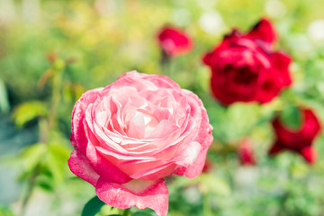 a bunch of roses in the garden