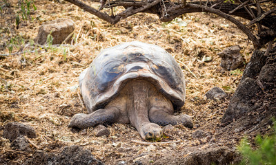 giant galapagos turtle eating leaves in floreana island ecuador closeup