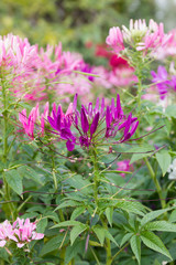 Close up Purple spider flower in the garden