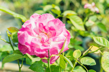 a bunch of roses in the garden