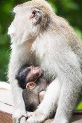 wild crab-eating macaque breast feeding in Ubud Monkey Forest