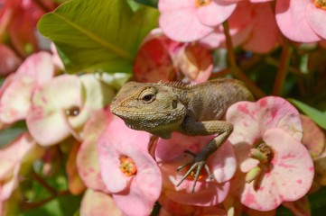 chameleon on pink flower in garden