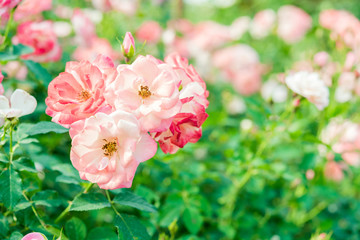 a bunch of roses in the garden