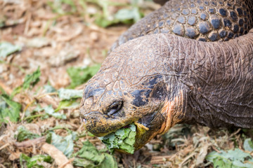Galapagos land iguana eating food at Galapagos Islands, Ecuador, Pacific, South America