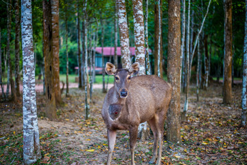 Deer in natural at  Khao Yai National Park, Thailand 