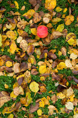 apple on grass and dried leaves