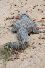 dorsal part of  crocodile