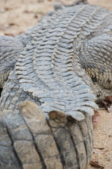 dorsal part of  crocodile