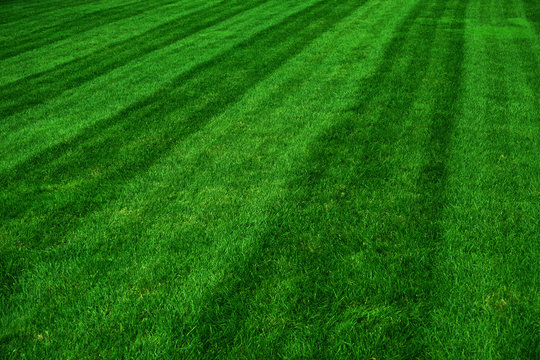 green grass field after mowing
