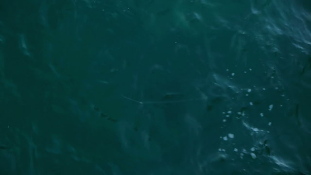 Fish Caught in a Hook Line at Pompano Beach Pier Florida